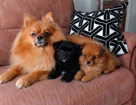 Pomeranian puppies