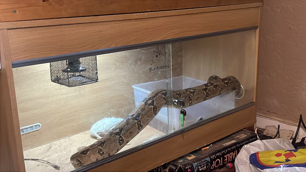 Peruvian boa