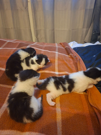 Kittens