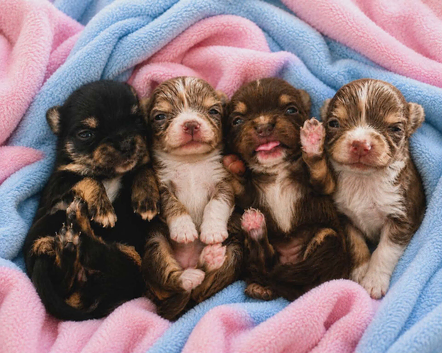Chihuahua