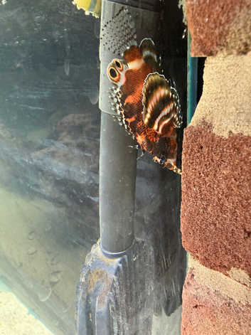 Dwarf fuzzy lion fish