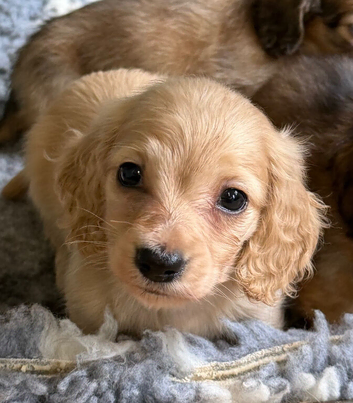 Mini longhaired dachshunds