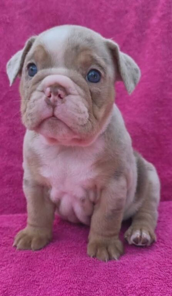 English bulldog puppy