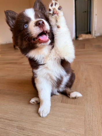 Ready Now! F3 Chocolate Pomskies - health tested parents
