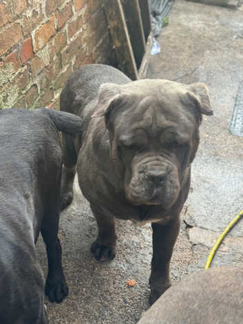 3  are looking for a new home