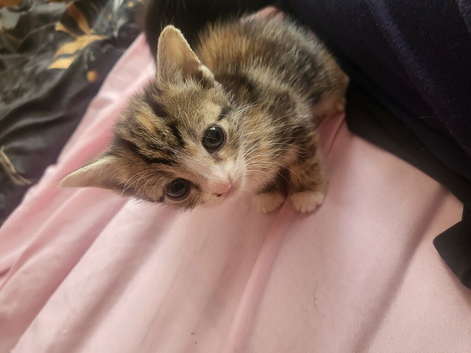 Kittens ready end August