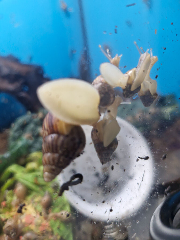 Baby giant african land snails 3 for &pound;5