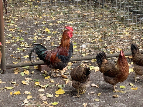 Trio welsummer