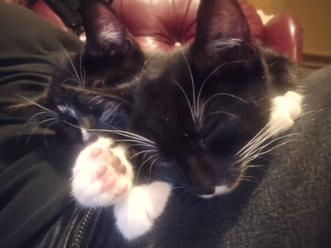 3 Kittens ready now