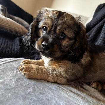 Schweenie puppies