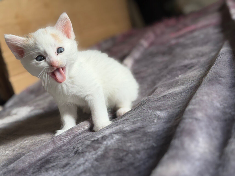 Kittens to a good home
