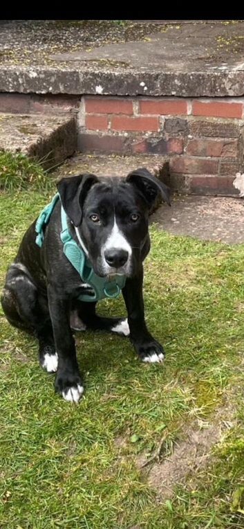 8 month old Male Cane Corso Mix