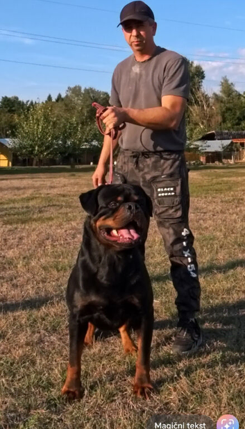 TOP-QUALITY ROTTWEILER MALE FOR SALE