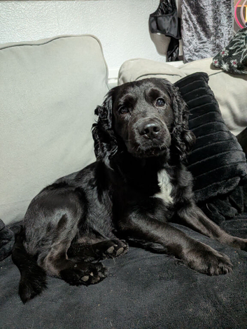 5yr old male cocker
