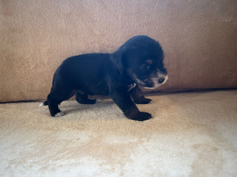 4 beautiful cockapoo puppies