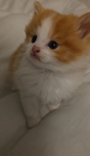 Adorable Kittens Ready Now