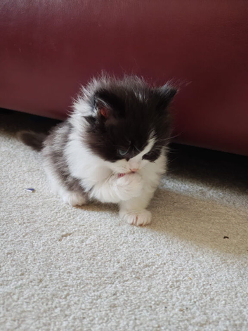 Snowshoe x British Longhair Kittens