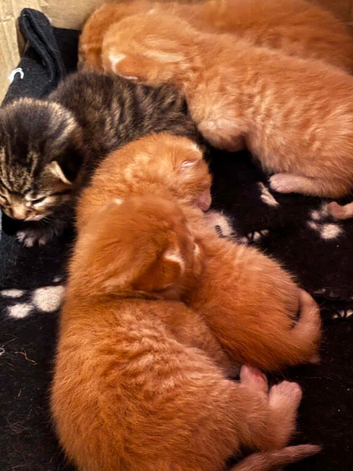 Kittens