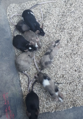 Male Mice Available