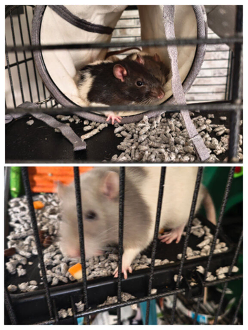 3 male rats with large wheel cage