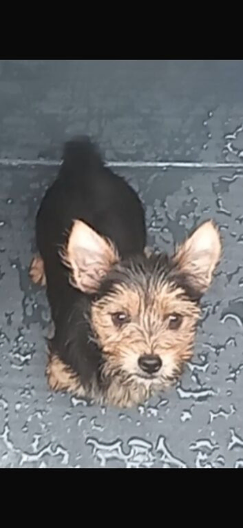 Two beautiful male Yorkshire terrier puppies for sale