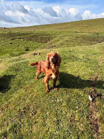 Lovely female spaniel