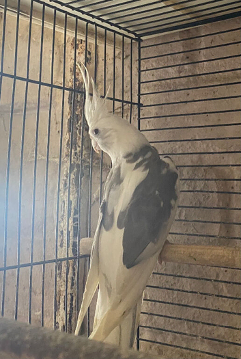 Cockatiel