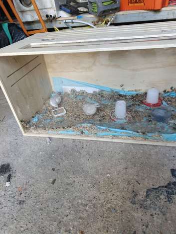 Two Quails hens