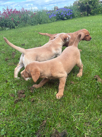 Kc labradors puppies