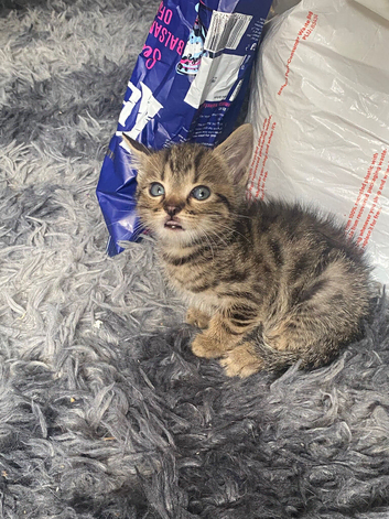 Cute mixed kittens