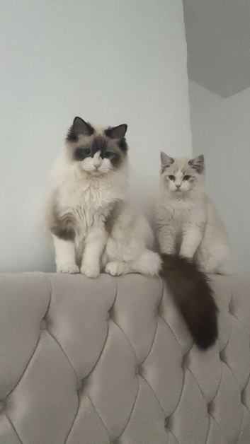 Beautiful ragdoll kittens