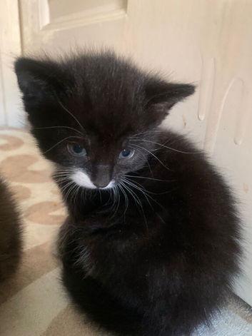 Pretty Newborn kitten with no name looking for a home to stay