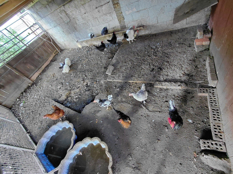 Hens & cocks for sale