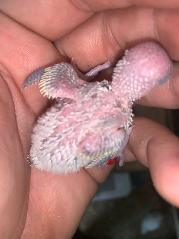 Budgies