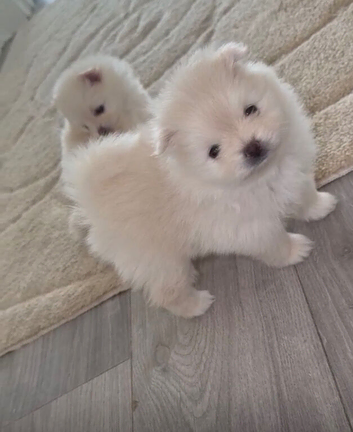 Pomeranians Ready To Leave In 2 Weeks