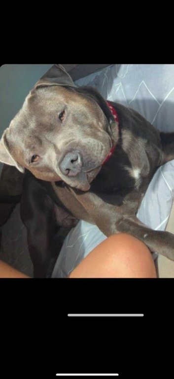 Blue staffy stud