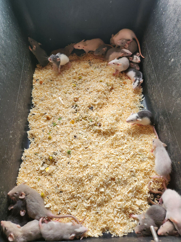 Dumbo rats