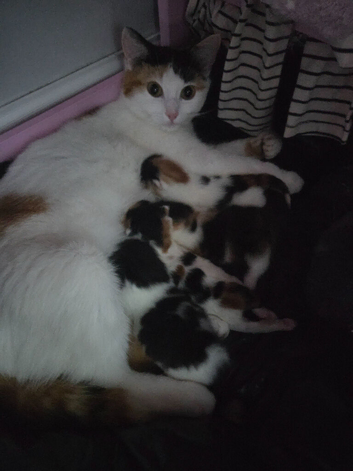5 week old calico kittens