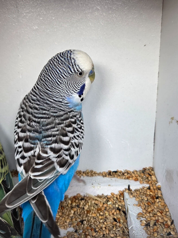 Budgies