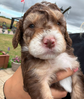 Cockapoos absolutely beautiful