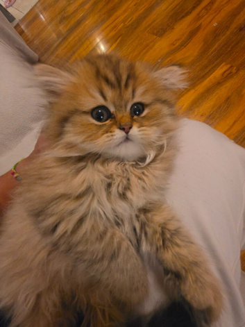 PURE PERSIAN KITTENS