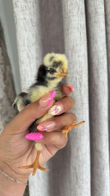 DAY OLD CHICKS OF YOUR CHOICE