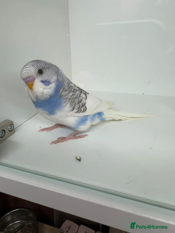Beautiful baby budgies for sale