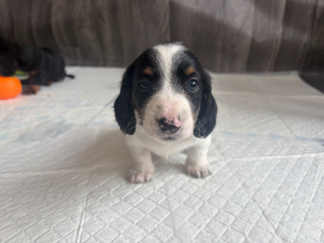 Miniature Dachshund