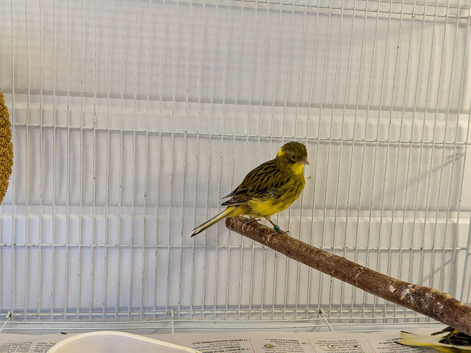 2026 fife canaries for sale