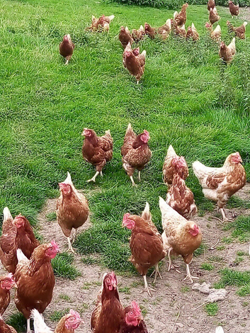 Various breeds of laying hens and ducks