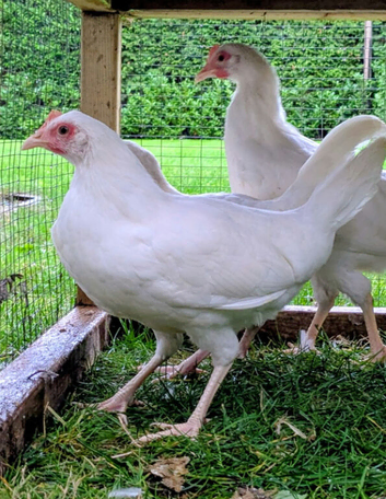 White Leghorn Hens