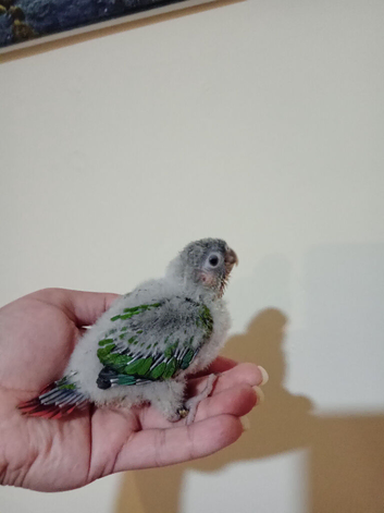 Hand rearing Baby Greencheek full tame