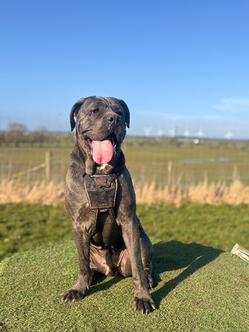 Amazing cane corso
