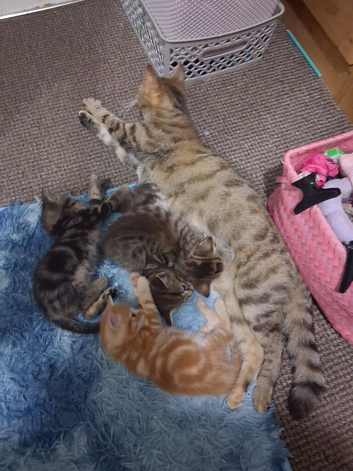 3 Kittens